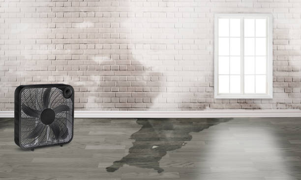 Best Water damage contractors near me  in Lenoir City, TN