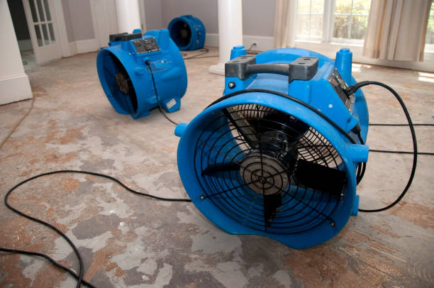Best Flood damage cleanup  in Lenoir City, TN