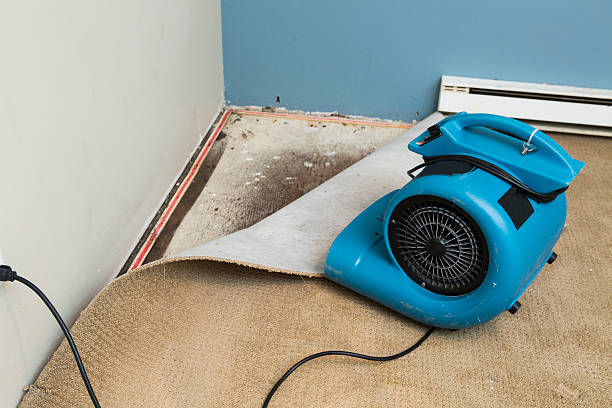 Best Professional water damage repair  in Lenoir City, TN